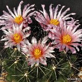 Thelocactus conothelos ssp. garciae ©Juergen Menzel coll.jpg